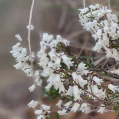 Cryptandra amara (Bitter Cryptandra) at Bungendore, NSW - 18 Sep 2022 by clarehoneydove