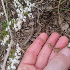 Cryptandra amara at Bungendore, NSW - 18 Sep 2022 03:46 PM