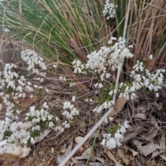 Cryptandra amara at Bungendore, NSW - 18 Sep 2022