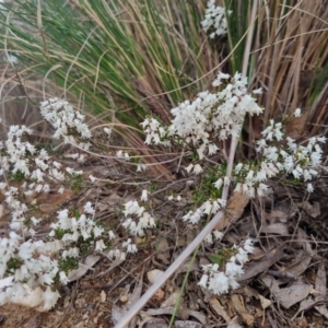 Cryptandra amara at Bungendore, NSW - 18 Sep 2022