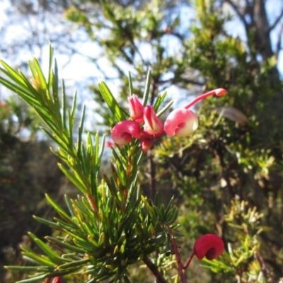 Grevillea rosmarinifolia subsp. rosmarinifolia (Rosemary Grevillea) at The Pinnacle - 19 Sep 2022 by sangio7