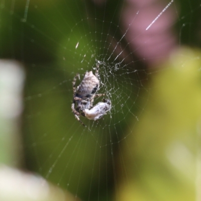 Hortophora sp. (genus) (Garden orb weaver) at Wodonga, VIC - 22 Sep 2022 by KylieWaldon