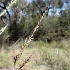 Lepidosperma laterale (Variable Sword Sedge) at Hawker, ACT - 19 Sep 2022 by sangio7