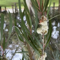 Eucalyptus elata at Parkes, ACT - 22 Sep 2022