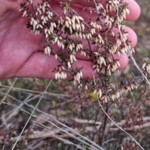 Leucopogon fletcheri subsp. brevisepalus at Bungendore, NSW - 18 Sep 2022