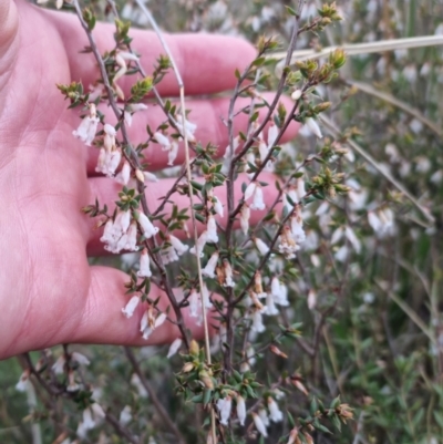 Leucopogon fletcheri subsp. brevisepalus (Twin Flower Beard-Heath) at Bungendore, NSW - 18 Sep 2022 by clarehoneydove