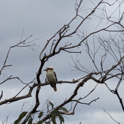 Dacelo novaeguineae (Laughing Kookaburra) at Mount Taylor - 22 Sep 2022 by dougsky