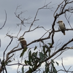 Dacelo novaeguineae at Pearce, ACT - 22 Sep 2022