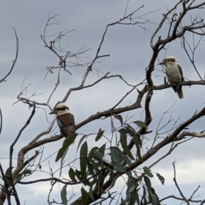 Dacelo novaeguineae at Pearce, ACT - 22 Sep 2022