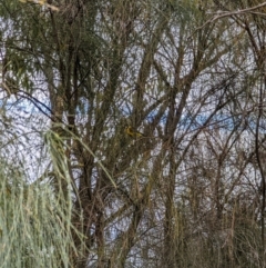 Pachycephala pectoralis (Golden Whistler) at Pearce, ACT - 22 Sep 2022 by dougsky