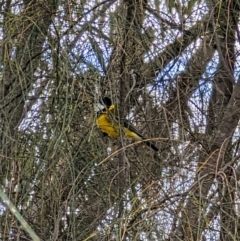 Pachycephala pectoralis at Pearce, ACT - 22 Sep 2022