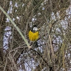 Pachycephala pectoralis at Pearce, ACT - 22 Sep 2022