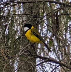 Pachycephala pectoralis at Pearce, ACT - 22 Sep 2022