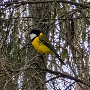 Pachycephala pectoralis at Pearce, ACT - 22 Sep 2022