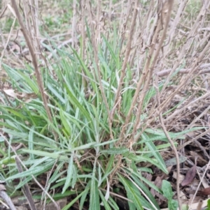 Senecio quadridentatus at Bungendore, NSW - 18 Sep 2022