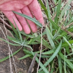 Senecio quadridentatus at Bungendore, NSW - 18 Sep 2022