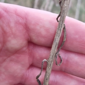 Senecio quadridentatus at Bungendore, NSW - 18 Sep 2022