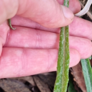 Senecio quadridentatus at Bungendore, NSW - 18 Sep 2022