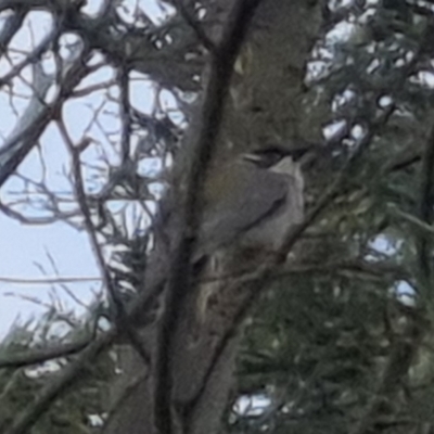 Melithreptus lunatus (White-naped Honeyeater) at Bungendore, NSW - 18 Sep 2022 by clarehoneydove