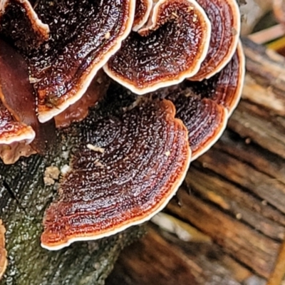 Xylobolus illudens (Purplish Stereum) at Namadgi National Park - 22 Sep 2022 by trevorpreston