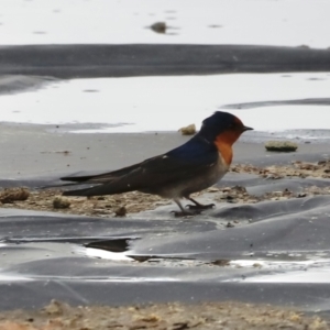 Hirundo neoxena at Parkes, ACT - 22 Sep 2022