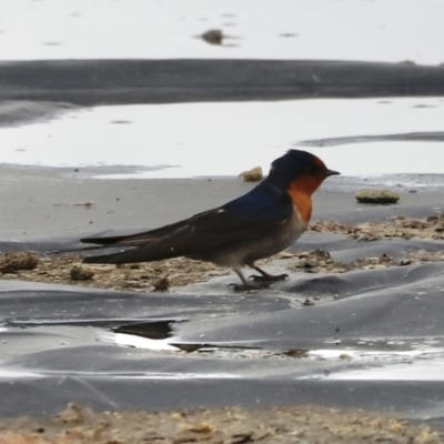 Hirundo neoxena (Welcome Swallow) at Parkes, ACT - 22 Sep 2022 by JimL