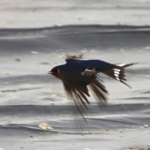 Hirundo neoxena at Parkes, ACT - 22 Sep 2022