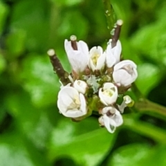 Cardamine hirsuta (Common Bittercress, Hairy Woodcress) at Namadgi National Park - 22 Sep 2022 by trevorpreston