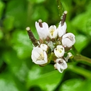 Cardamine hirsuta at Paddys River, ACT - 22 Sep 2022 12:00 PM