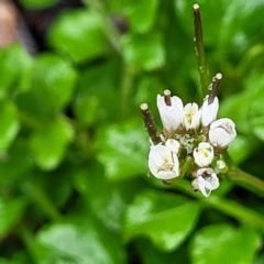 Cardamine hirsuta at Paddys River, ACT - 22 Sep 2022 12:00 PM