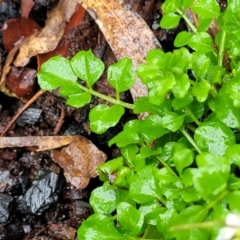 Cardamine hirsuta at Paddys River, ACT - 22 Sep 2022 12:00 PM