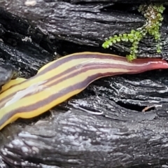 Caenoplana sulphurea (A Flatworm) at Namadgi National Park - 22 Sep 2022 by trevorpreston