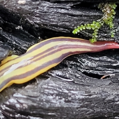 Caenoplana sulphurea (A Flatworm) at Namadgi National Park - 22 Sep 2022 by trevorpreston