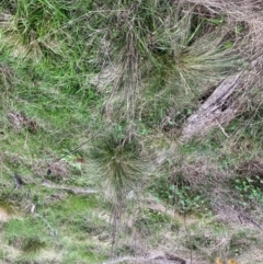 Nassella trichotoma (Serrated Tussock) at The Fair, Watson - 21 Sep 2022 by waltraud