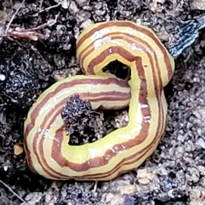 Caenoplana sulphurea (A Flatworm) at Gibraltar Pines - 22 Sep 2022 by trevorpreston