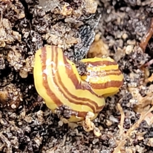 Caenoplana sulphurea at Paddys River, ACT - 22 Sep 2022 11:29 AM