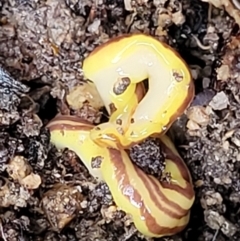 Caenoplana sulphurea at Paddys River, ACT - 22 Sep 2022