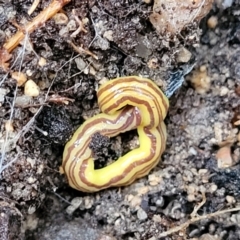 Caenoplana sulphurea at Paddys River, ACT - 22 Sep 2022 11:29 AM