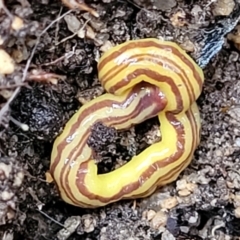 Caenoplana sulphurea at Paddys River, ACT - 22 Sep 2022