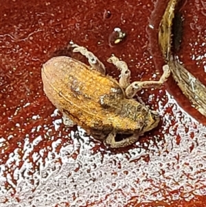 Gonipterus sp. (genus) at Paddys River, ACT - 22 Sep 2022 11:15 AM