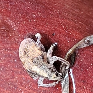 Gonipterus sp. (genus) at Paddys River, ACT - 22 Sep 2022 11:15 AM