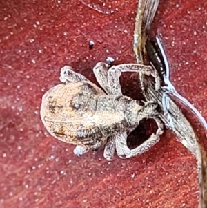 Gonipterus sp. (genus) at Paddys River, ACT - 22 Sep 2022 11:15 AM