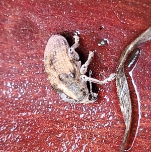 Gonipterus sp. (genus) at Paddys River, ACT - 22 Sep 2022 11:15 AM