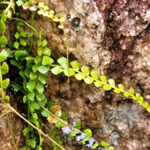 Asplenium flabellifolium at Paddys River, ACT - 22 Sep 2022 11:08 AM