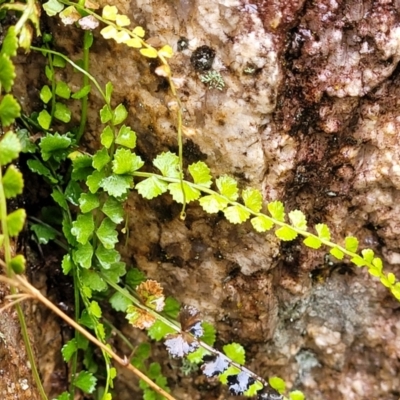 Asplenium flabellifolium (Necklace Fern) at Paddys River, ACT - 22 Sep 2022 by trevorpreston