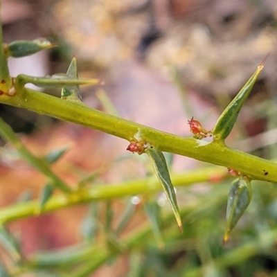 Daviesia ulicifolia (Gorse Bitter-pea) at Paddys River, ACT - 22 Sep 2022 by trevorpreston