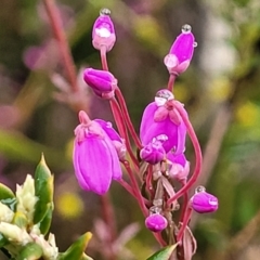 Tetratheca bauerifolia (Heath Pink-bells) at Paddys River, ACT - 22 Sep 2022 by trevorpreston