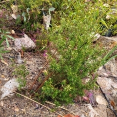 Tetratheca bauerifolia at Paddys River, ACT - 22 Sep 2022 10:56 AM