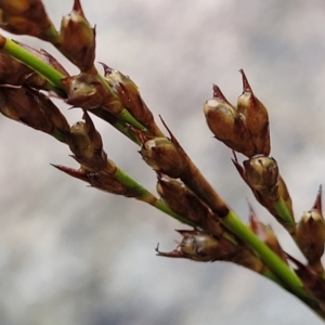 Lepidosperma laterale at Paddys River, ACT - 22 Sep 2022 10:54 AM