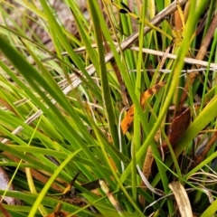 Lepidosperma laterale at Paddys River, ACT - 22 Sep 2022